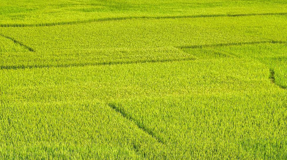 Rice Grown in Farm